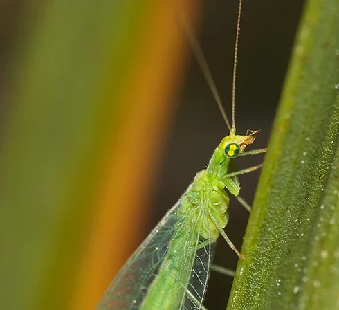 chrysope, insecte auxiliaire, sur feuille vue de côté