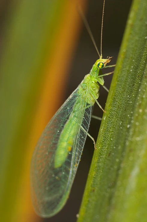 chrysope, insecte auxiliaire, sur feuille vue de côté