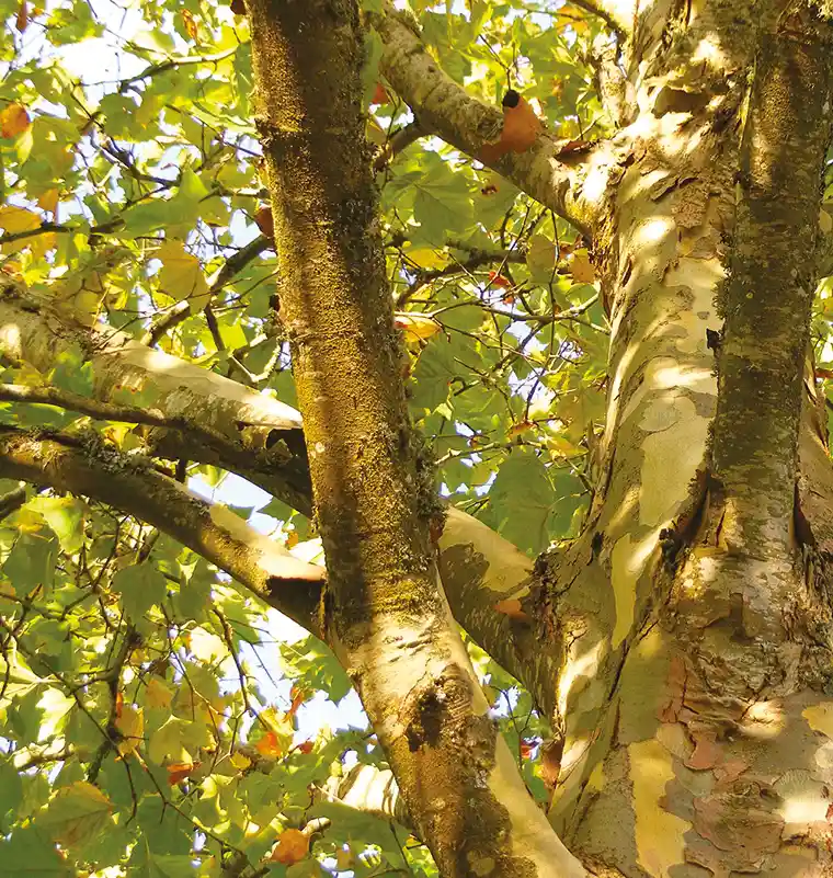 photo d'un arbre