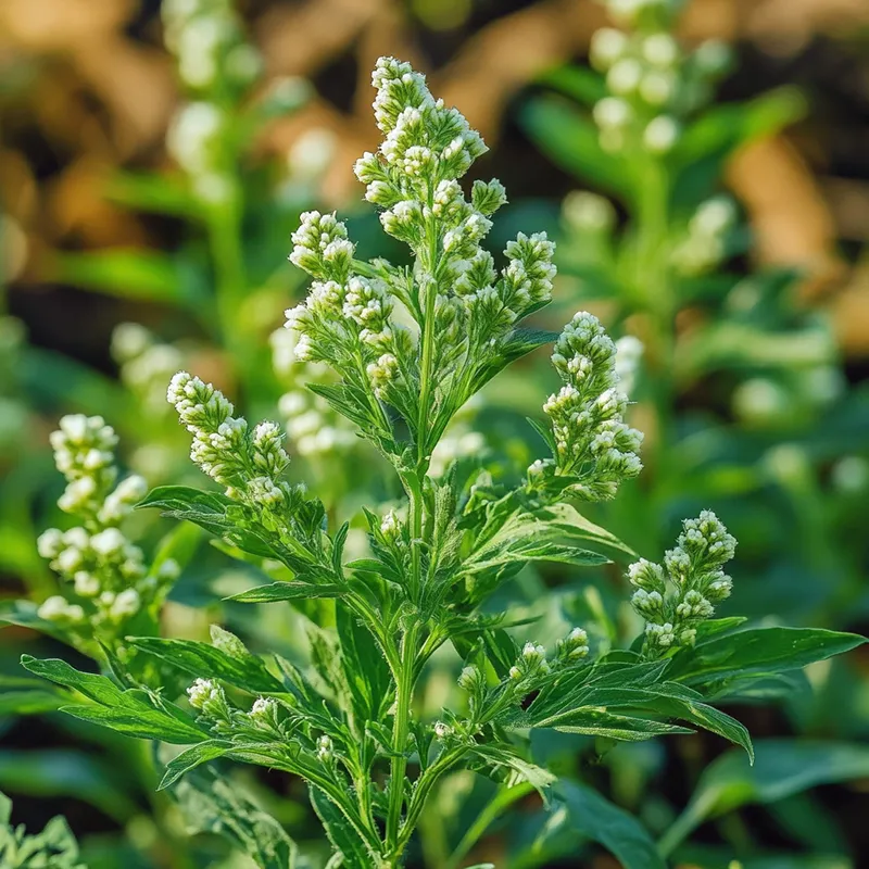 Fleur d'ambroisie vue en macro