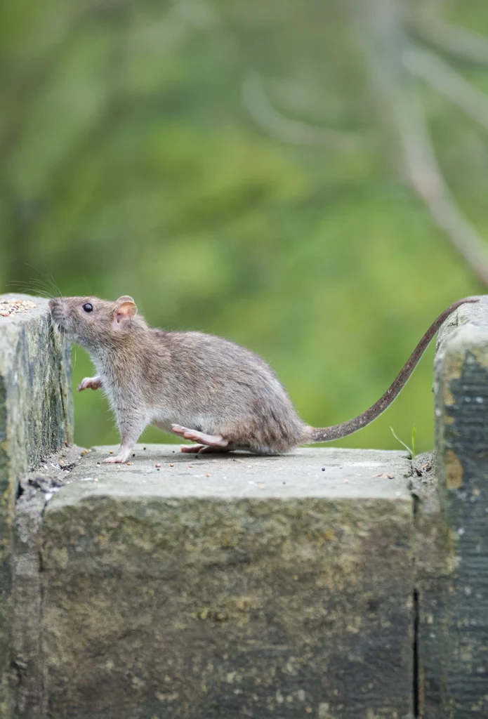 photo d'un rat gris sur un muret en extérieure