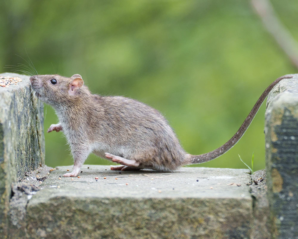 photo d'un rat gris sur un muret en extérieure