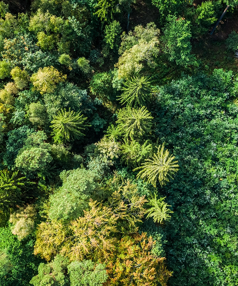 vue aérienne d'une forêt de multiples espèces d'arbres et de couleurs