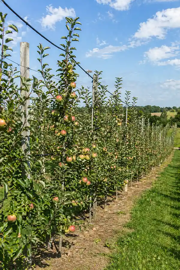 verger de pomme dans la région d'Angers