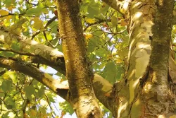 photo d'un arbre contaminé par le Chancre coloré du platane