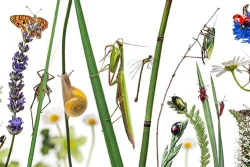 Multiples insectes et organismes vivants sur des branchages