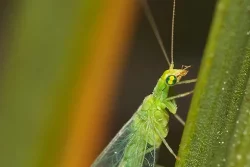 chrysope, insecte auxiliaire, sur feuille vue de côté