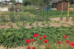 Vu d'un jardin potager pour illustration du JEVI