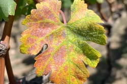 Une feuille de vigne atteinte par la flavescence dorée