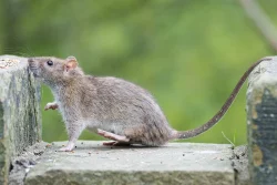 photo d'un rat gris sur un muret en extérieure