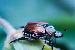 photo macro d'un organismes de quarantaine prioritaires (OQP) scarabée japonais (Popillia japonica)